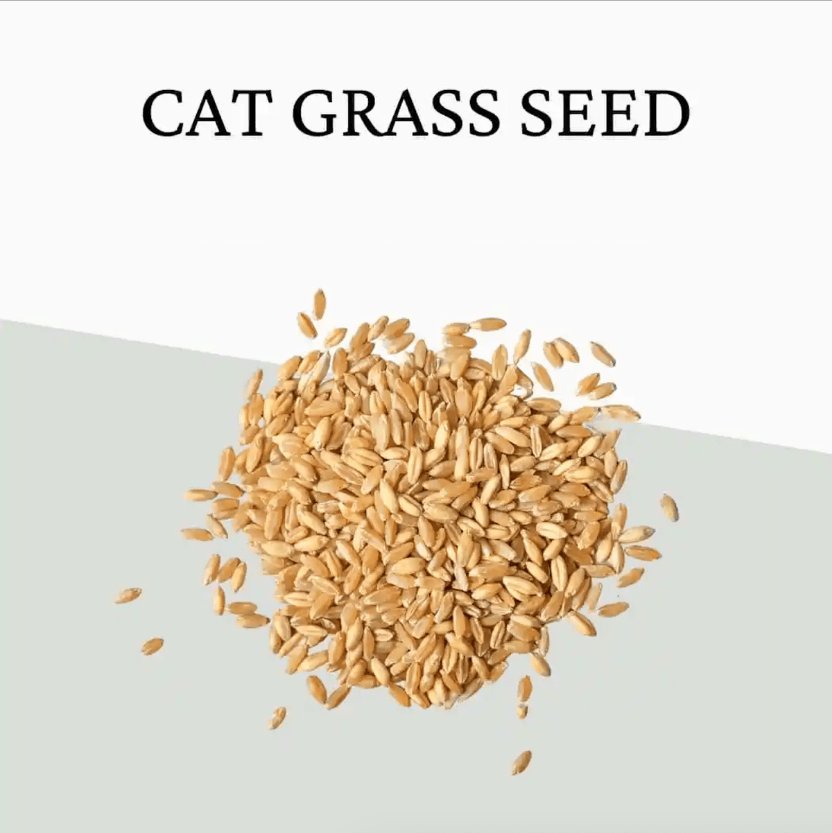 Extra Seeds