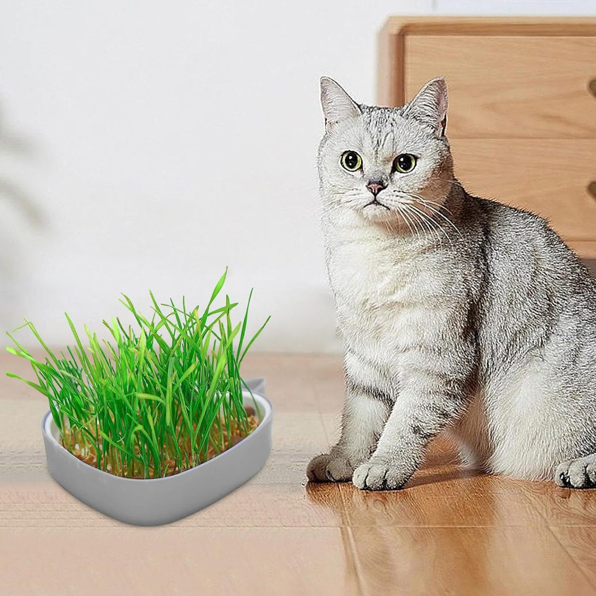 Whale Shape Cat Grass Tray