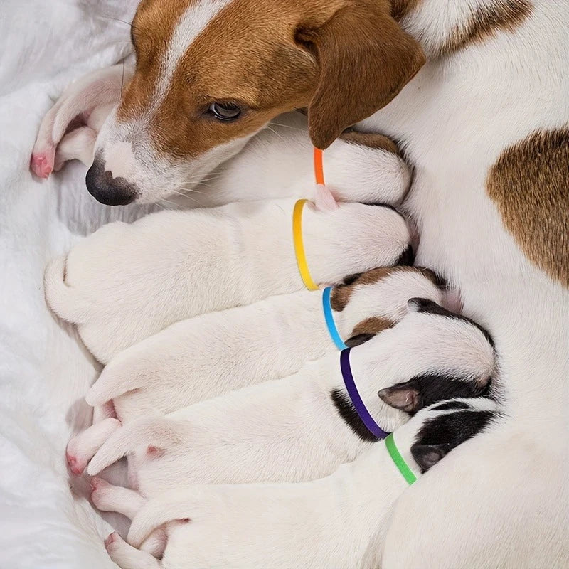 Adjustable ID Collars for Newborn Puppies and Kitten