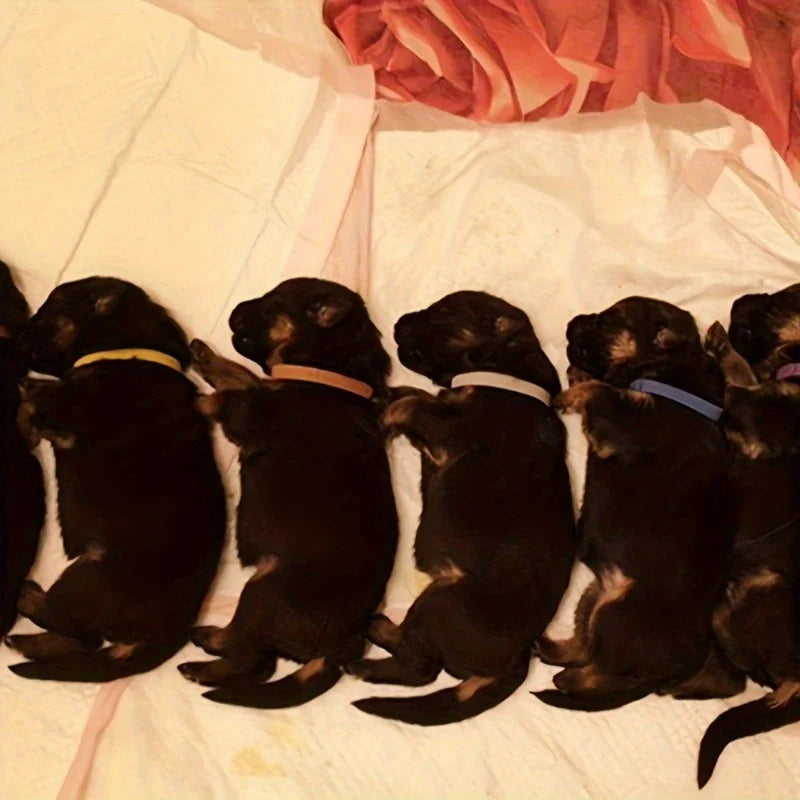 Adjustable ID Collars for Newborn Puppies and Kitten