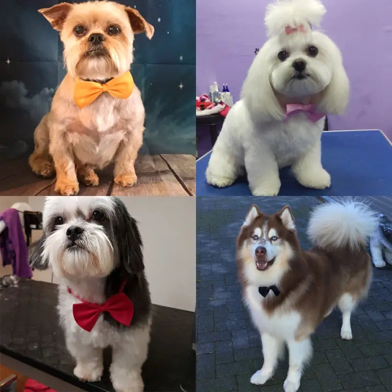 Bows for Cats and Small Puppies/Dogs