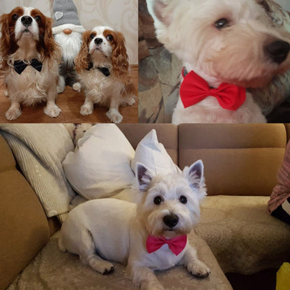 Bows for Cats and Small Puppies/Dogs