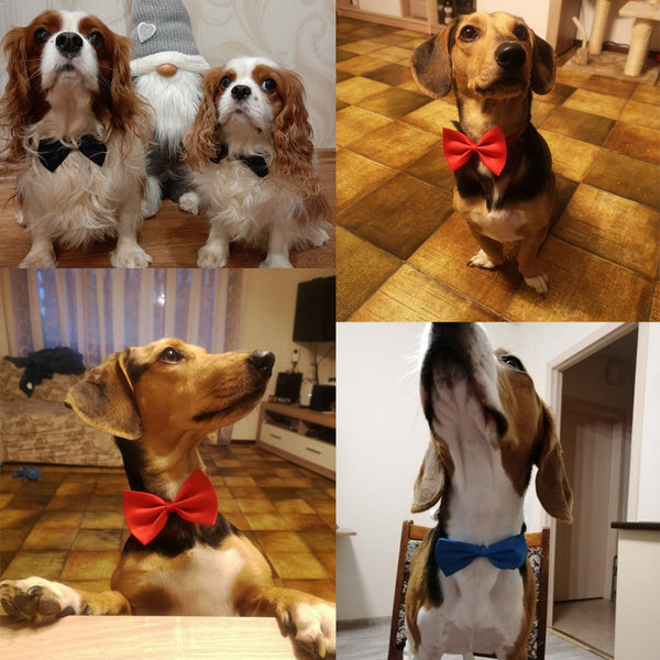 Bows for Cats and Small Puppies/Dogs