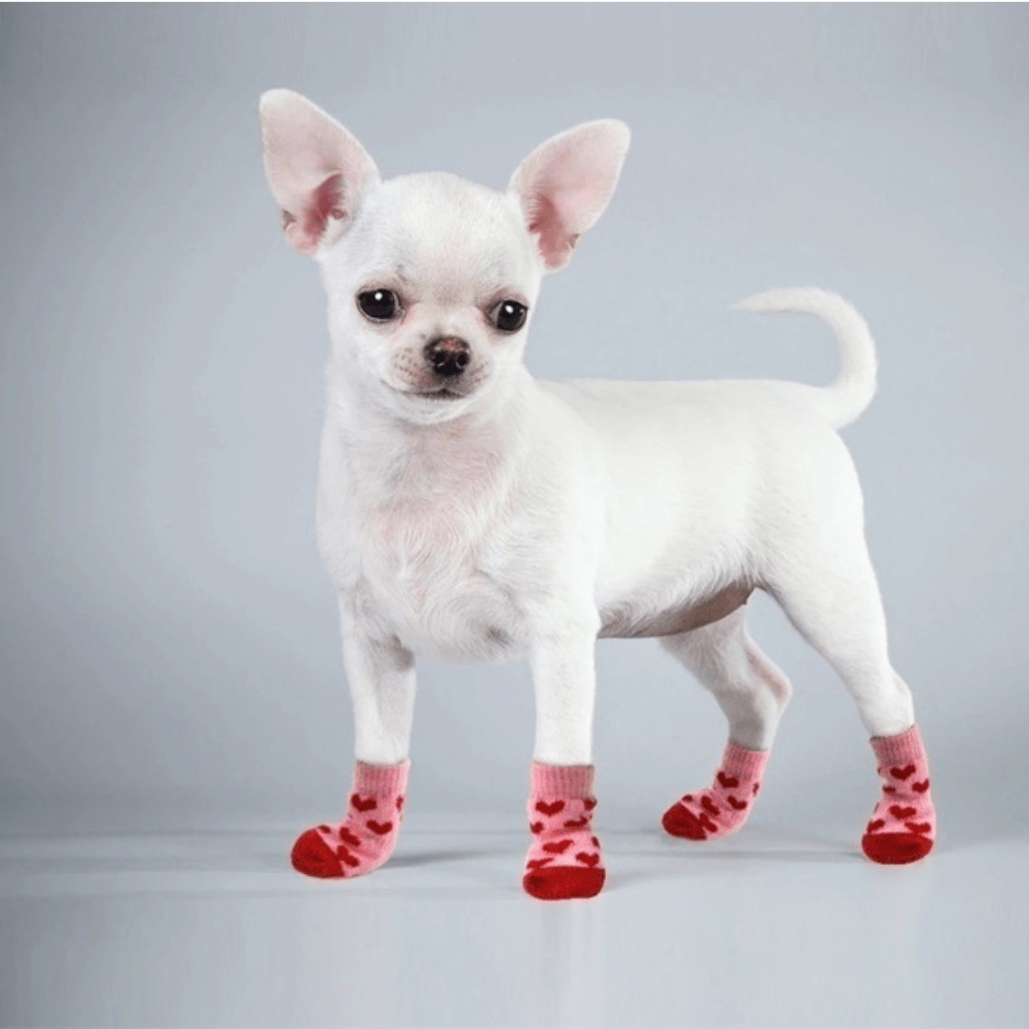 Cat/Dog Sock Set