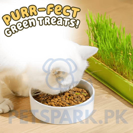 Cat Grass Growing Kit (With Free Seeds)
