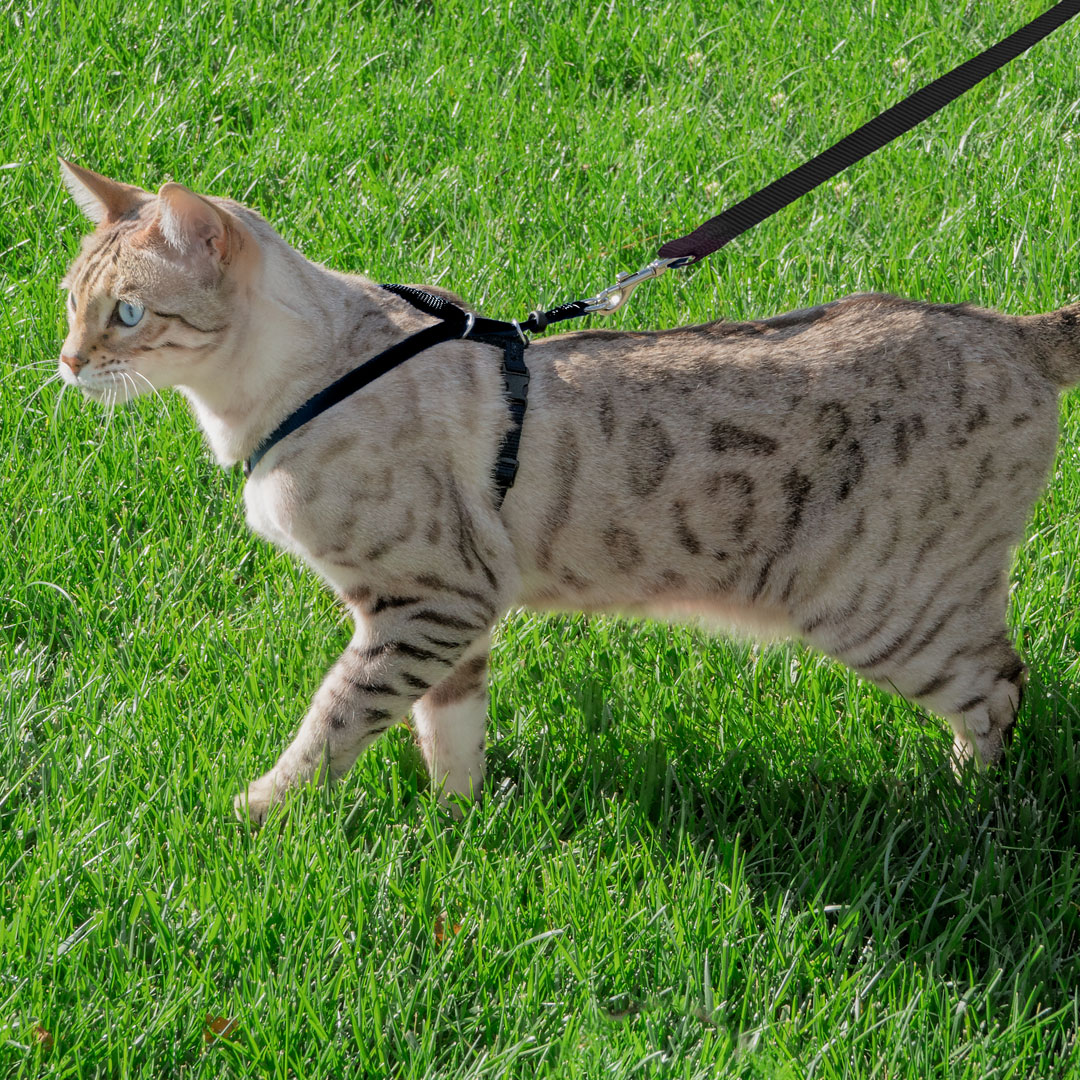 Cat Harness Cat Leash for Outdoor Cat Walk