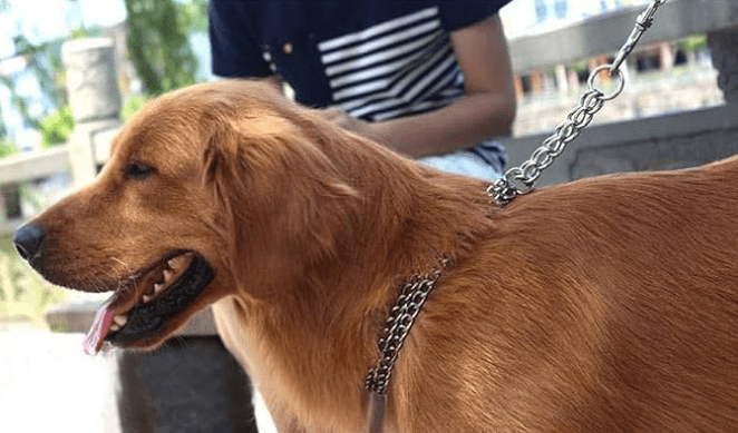 Chrome Plated Double Link Choke Chain Dog Collar
