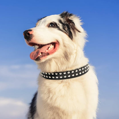 Double Studded Leather Dog Collar With Buckle
