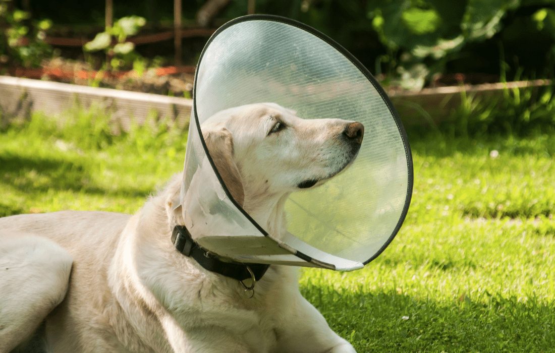 E-Collar for Cats and Dogs
