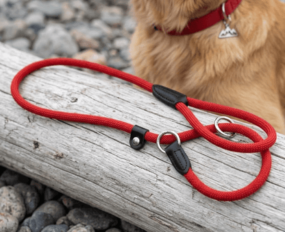 Double Dog Leash for 2 Dogs