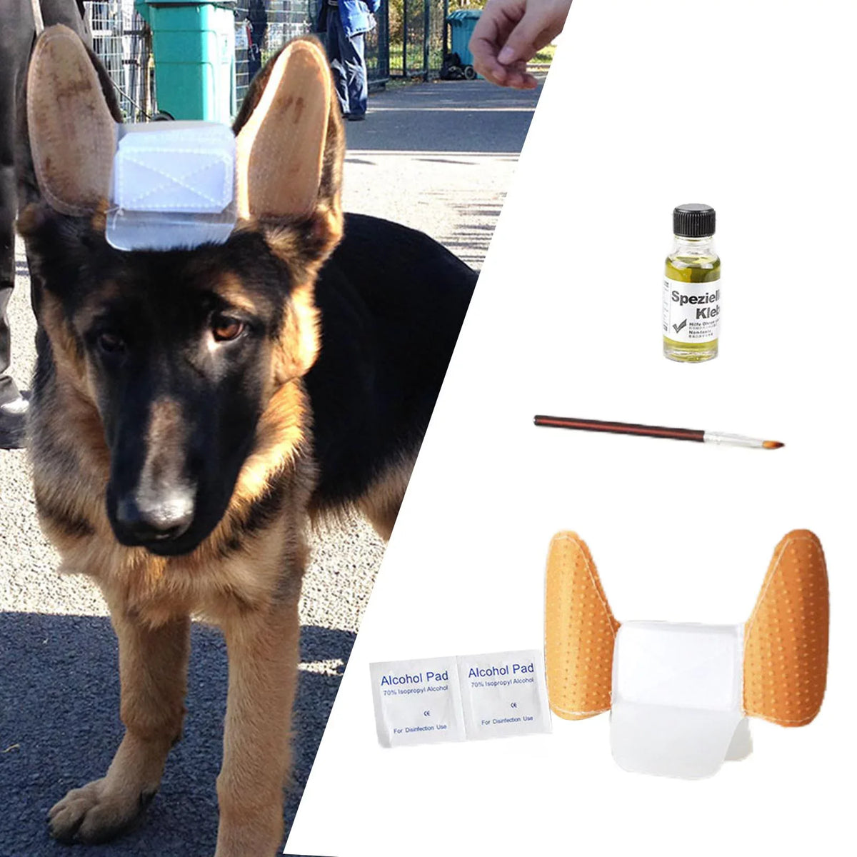 GSD Puppy Ear Support