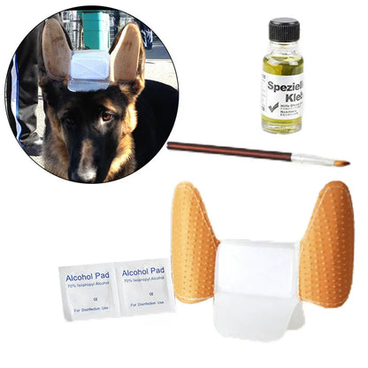 GSD Puppy Ear Support