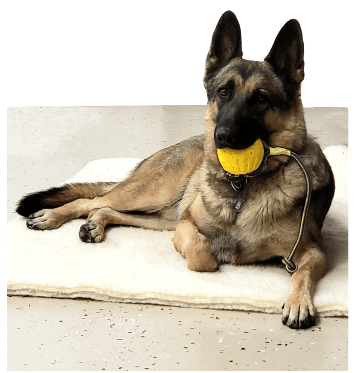 High Quality Tug Toy for Puppies and Dog Very Durable