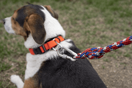 Hook Nuts for Dog Leash * 1