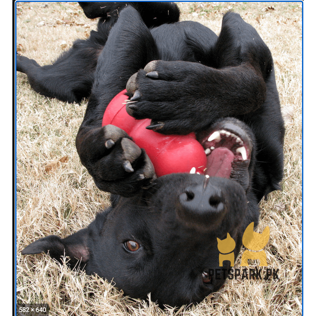 KONG - Puppy Toy Natural Teething Rubber - Kong Dog Toy