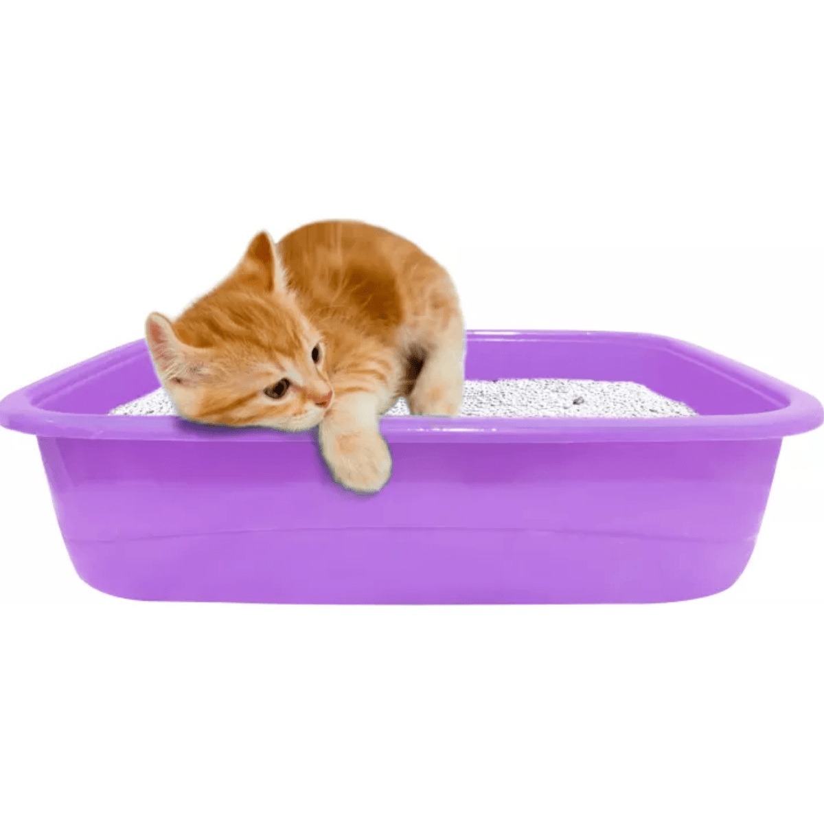 PawComfort Kitten Litter Tray for Kittens