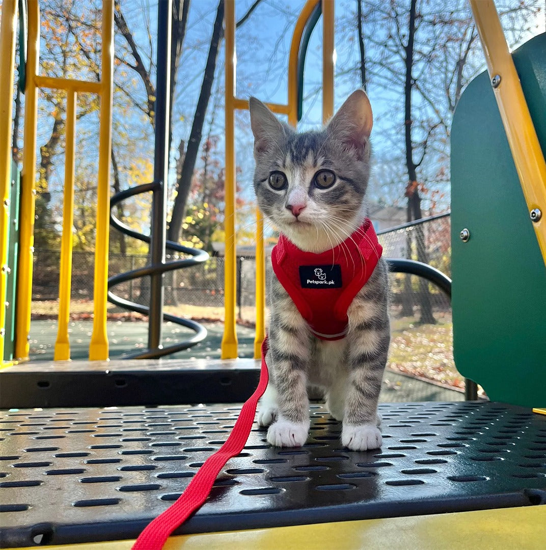 Voyager Cat Jacket Harness