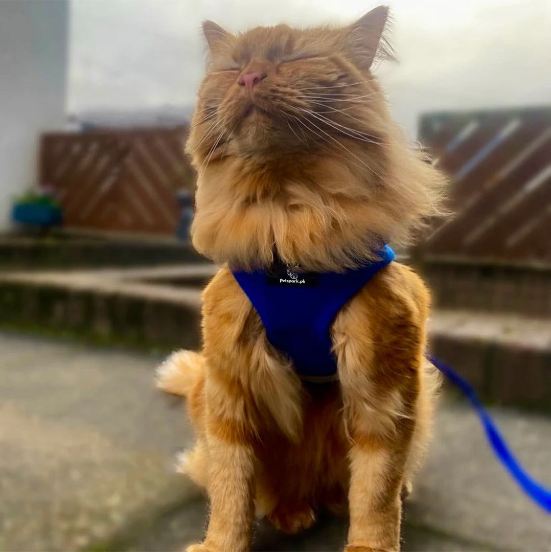 Voyager Cat Jacket Harness