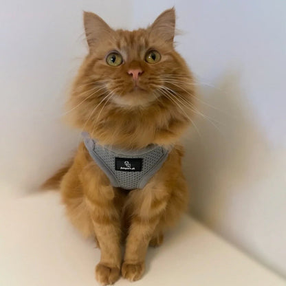 Voyager Cat Jacket Harness